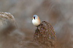 bearded tit