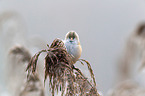 bearded tit