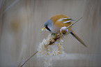 bearded reedling