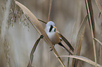 bearded tit