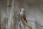 bearded tit