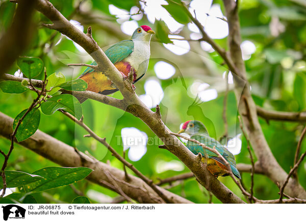 beautiful fruit doves / JR-06875