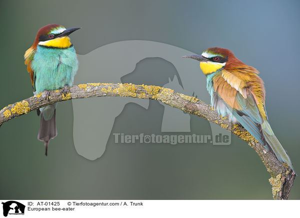 European bee-eater / AT-01425