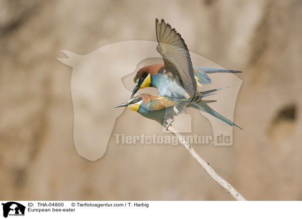 European bee-eater / THA-04800