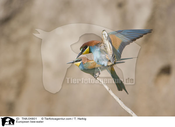European bee-eater / THA-04801