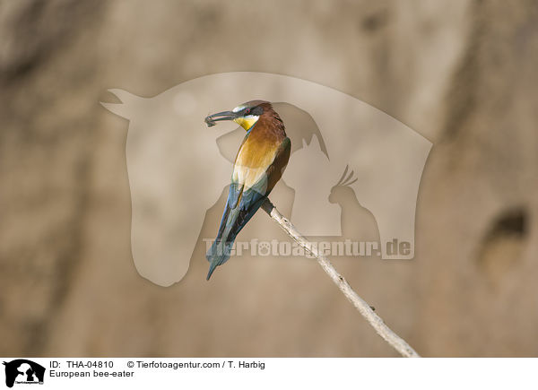 Bienenfresser / European bee-eater / THA-04810