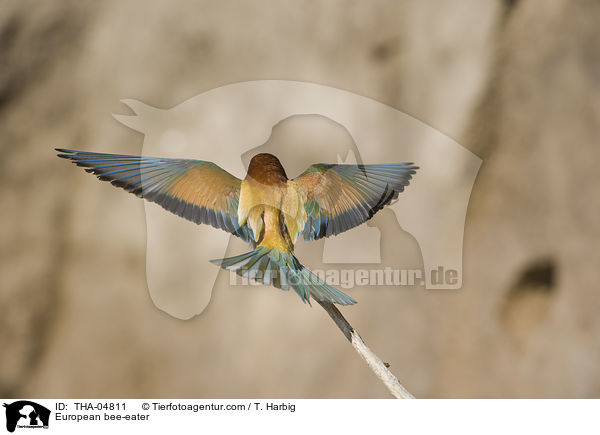 European bee-eater / THA-04811