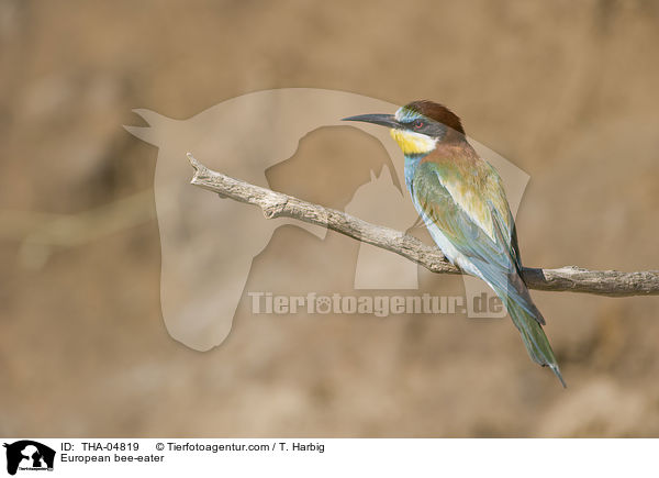 Bienenfresser / European bee-eater / THA-04819