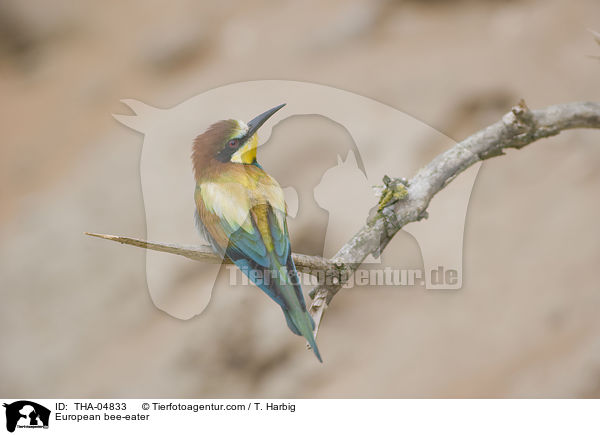 Bienenfresser / European bee-eater / THA-04833