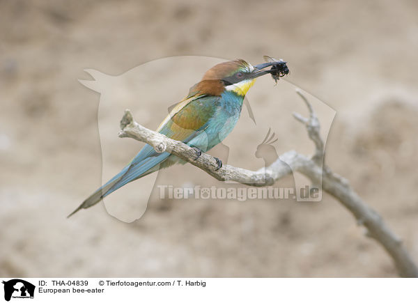 Bienenfresser / European bee-eater / THA-04839