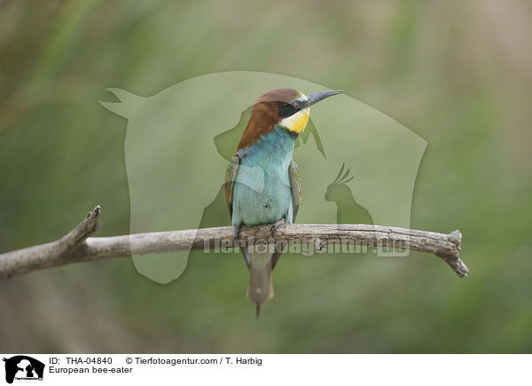 Bienenfresser / European bee-eater / THA-04840