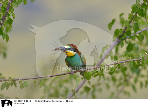 Bienenfresser / bee-eater / BSK-01020