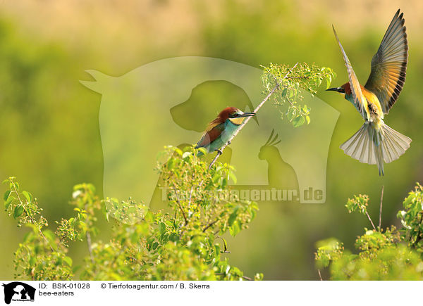 Bienenfresser / bee-eaters / BSK-01028