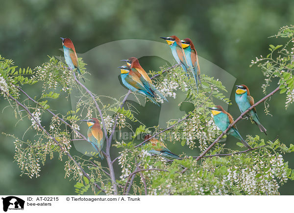 Bienenfresser / bee-eaters / AT-02215