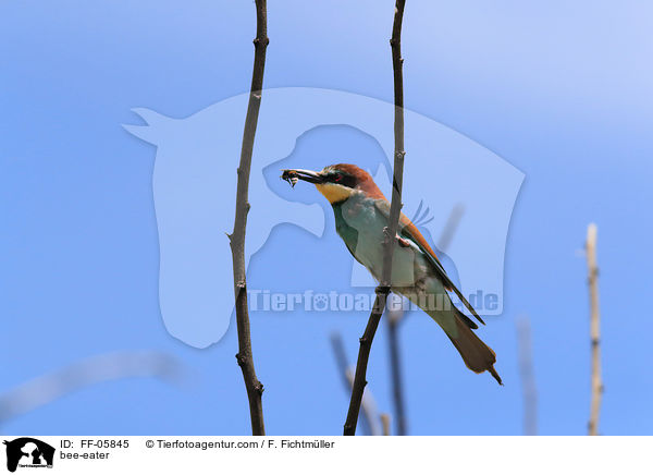 bee-eater / FF-05845