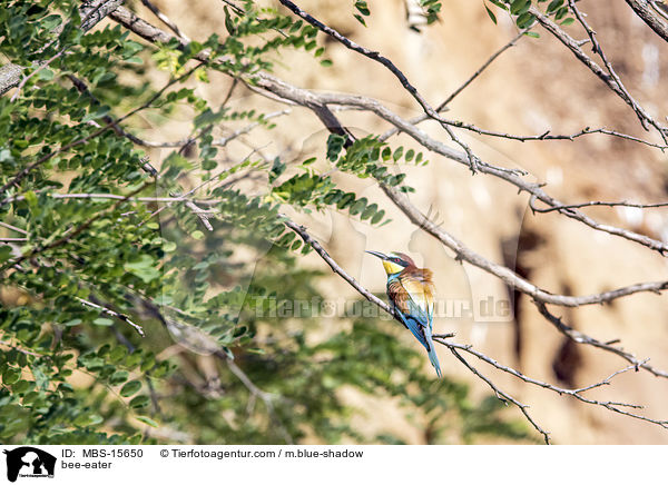 Bienenfresser / bee-eater / MBS-15650