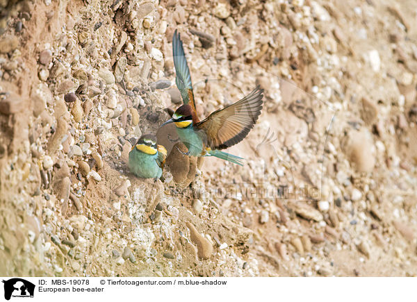 Europischer Bienenfresser / European bee-eater / MBS-19078