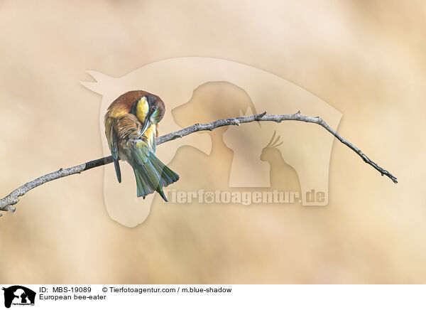 Europischer Bienenfresser / European bee-eater / MBS-19089