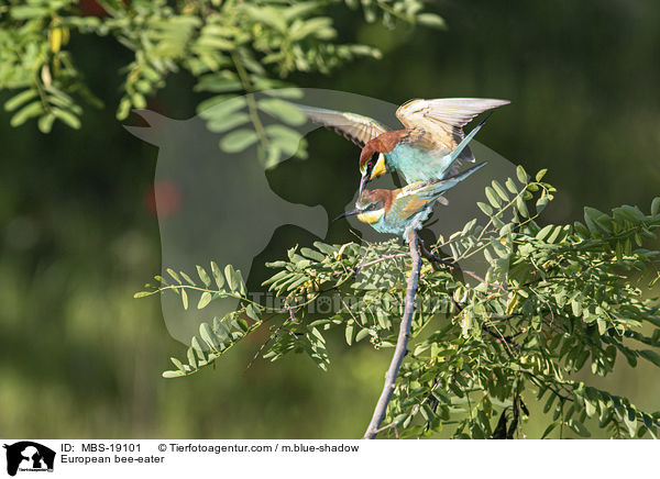 Europischer Bienenfresser / European bee-eater / MBS-19101