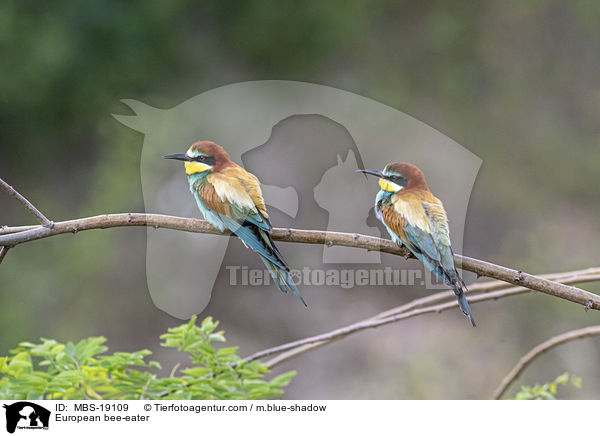 Europischer Bienenfresser / European bee-eater / MBS-19109