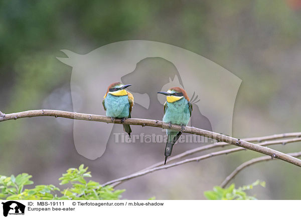 Europischer Bienenfresser / European bee-eater / MBS-19111