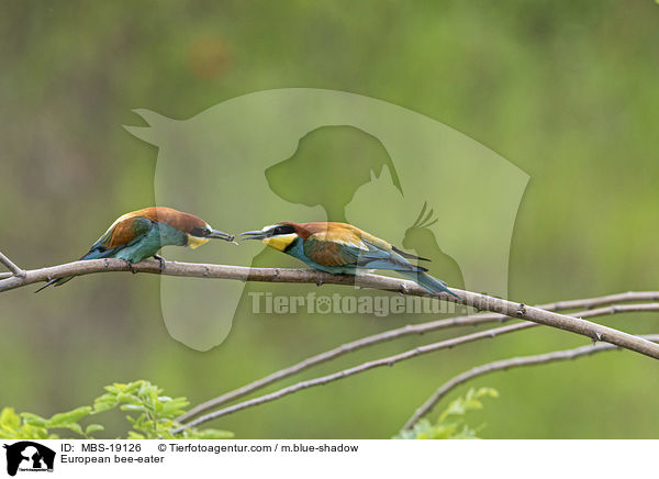 Europischer Bienenfresser / European bee-eater / MBS-19126