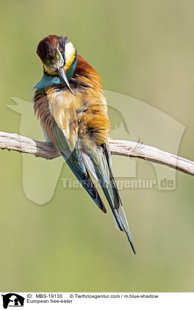 Europischer Bienenfresser / European bee-eater / MBS-19130