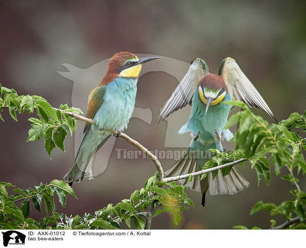 zwei Bienenfresser / two bee-eaters / AXK-01012