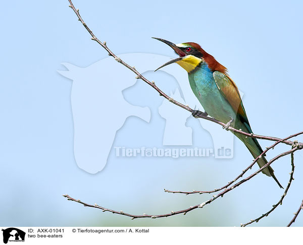 zwei Bienenfresser / two bee-eaters / AXK-01041