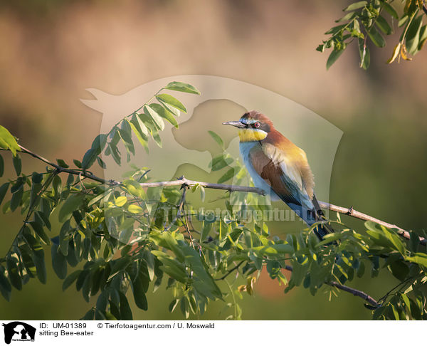 sitzender Bienenfresser / sitting Bee-eater / UM-01389