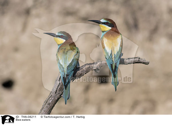 Bienenfresser / Bee-eaters / THA-08211