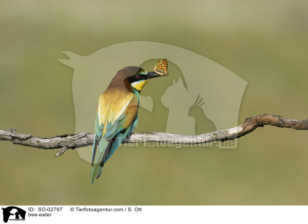 Bienenfresser / bee-eater / SO-02797