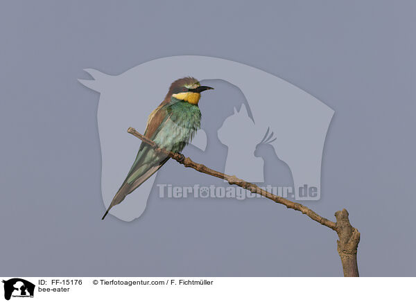 Bienenfresser / bee-eater / FF-15176