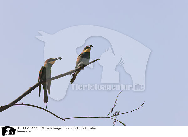 Bienenfresser / bee-eater / FF-15177