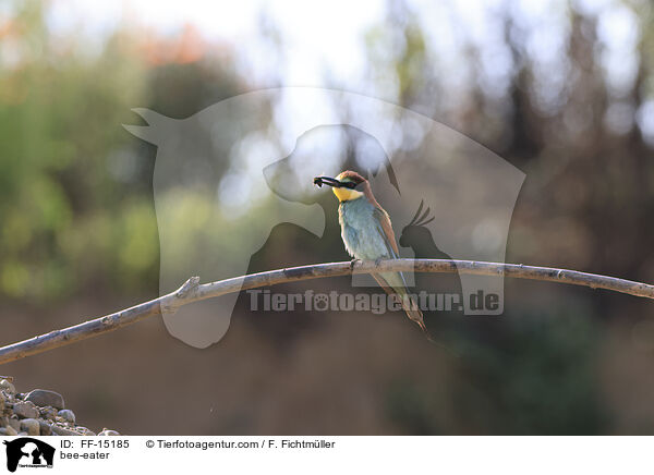 Bienenfresser / bee-eater / FF-15185