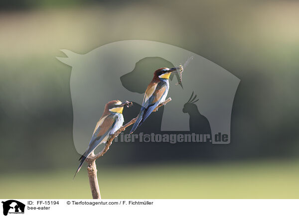 Bienenfresser / bee-eater / FF-15194