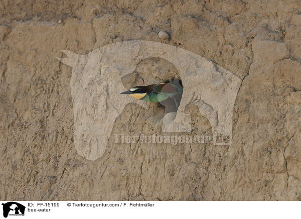 Bienenfresser / bee-eater / FF-15199