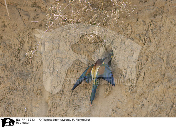 Bienenfresser / bee-eater / FF-15213