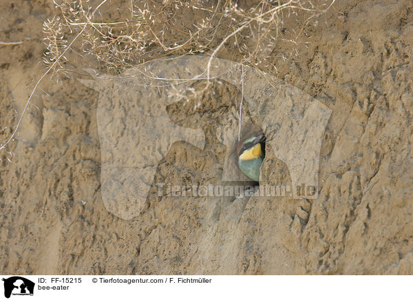 Bienenfresser / bee-eater / FF-15215