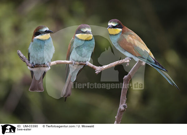 Bienenfresser / bee-eater / UM-03390