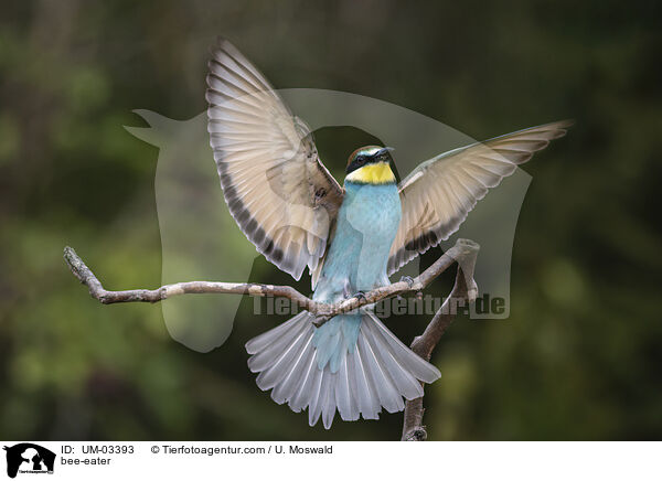 Bienenfresser / bee-eater / UM-03393