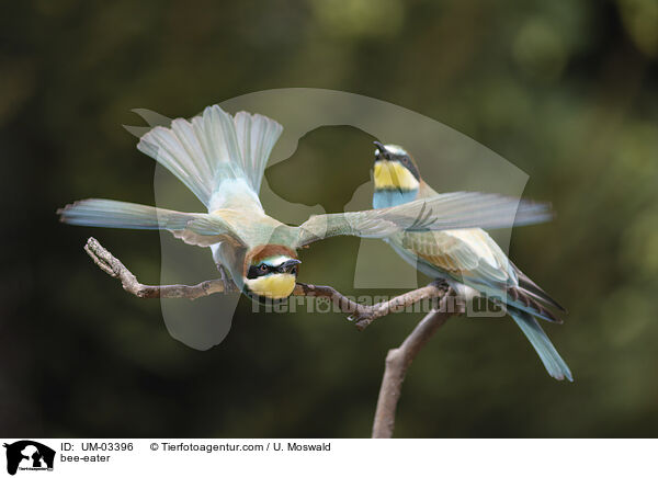 Bienenfresser / bee-eater / UM-03396