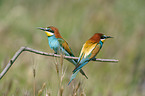 European bee-eater