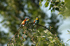 European bee-eater