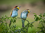 two bee-eaters