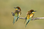 bee-eater