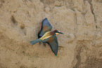 bee-eater