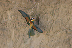 bee-eater