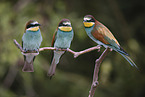 bee-eater