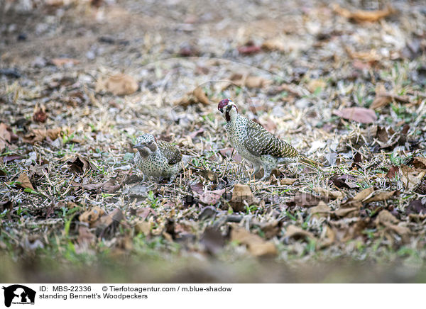 stehende Bennettspechte / standing Bennett's Woodpeckers / MBS-22336